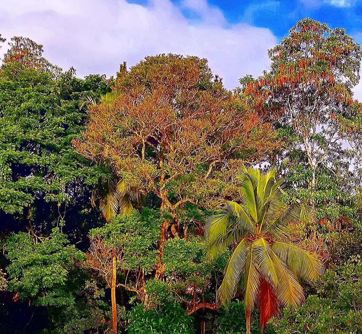 Appartement Kandy Jungle View